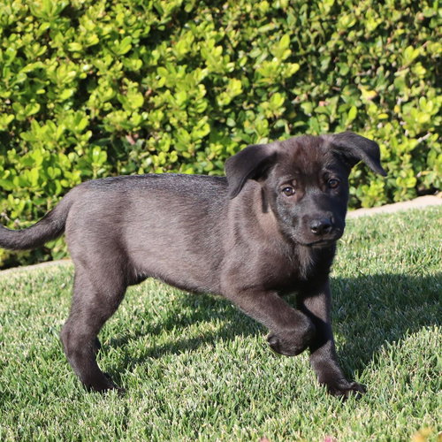 Windy Pup - Gale photo 4