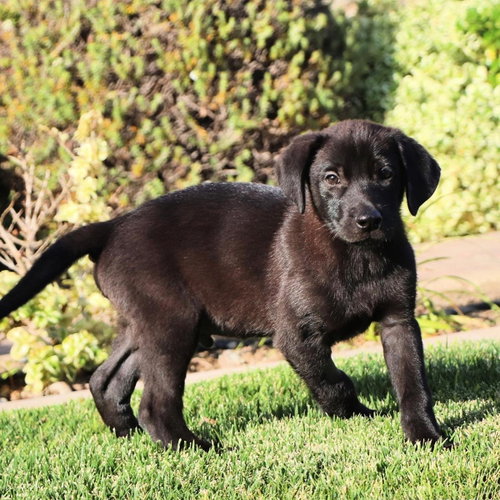 Windy Pup - Tumbleweed photo 3