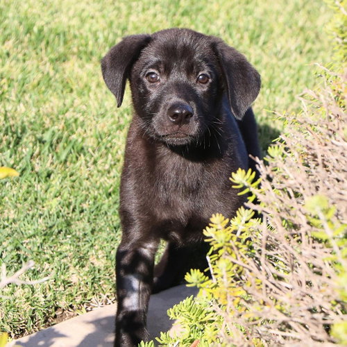 Windy Pup - Tumbleweed photo 4