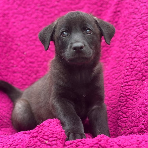 Windy Pup - Dusty - Adopted!, an adoptable Labrador Retriever in San Diego, CA