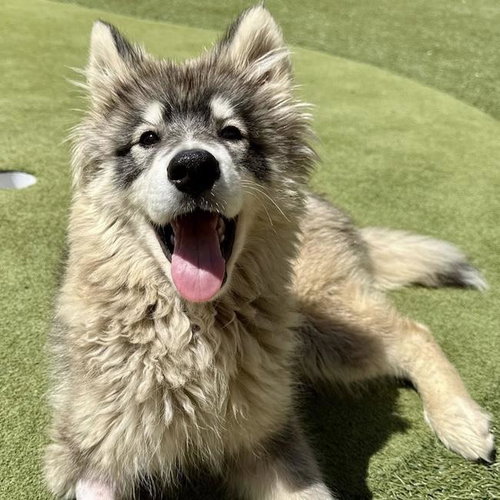 Indy - Adopted!, an adoptable Siberian Husky in San Diego, CA