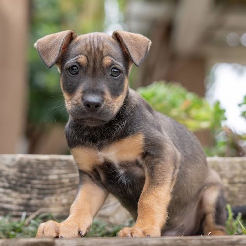 Dakota Pup - Rupert, an adoptable Shepherd in San Diego, CA