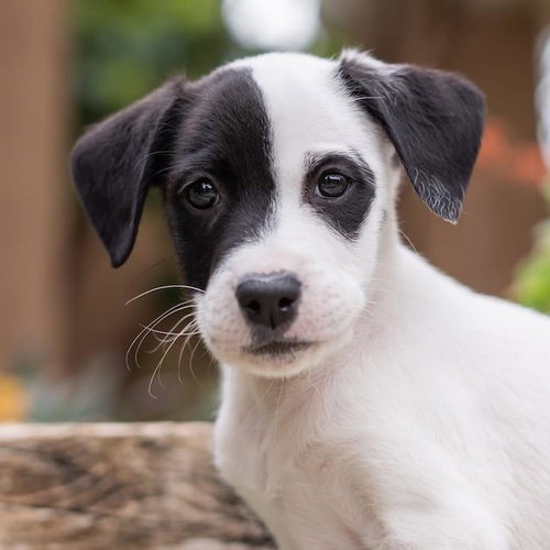 Dakota Pup - South