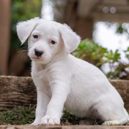 Dakota Pup - Sioux - Adopted!
