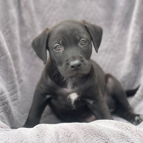 Dakota Pup - Plains, an adoptable Shepherd in San Diego, CA