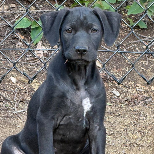 Dakota Pup - Plains