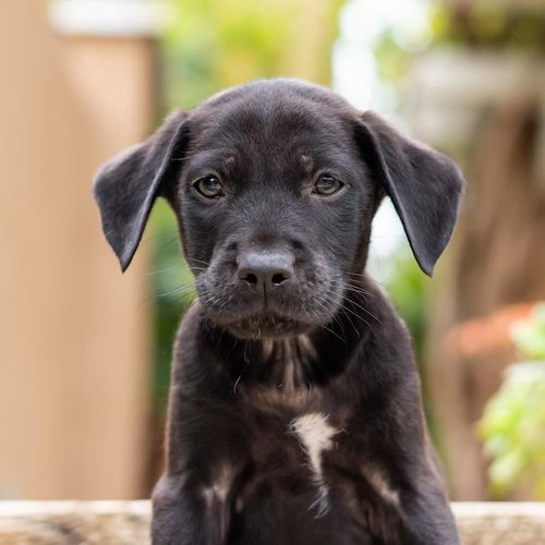 Dakota Pup - Plains photo 2