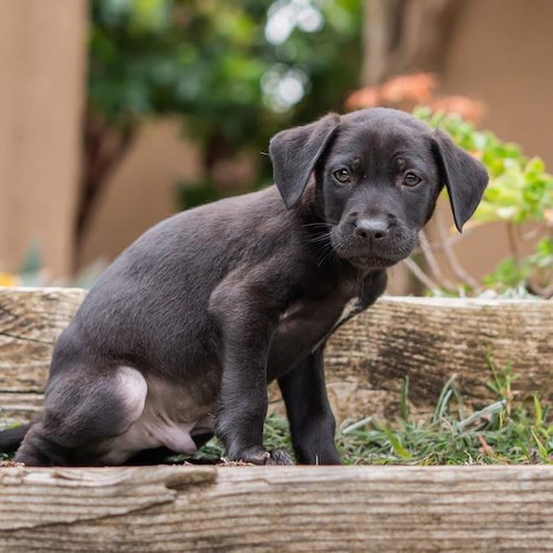 Dakota Pup - Plains photo 3