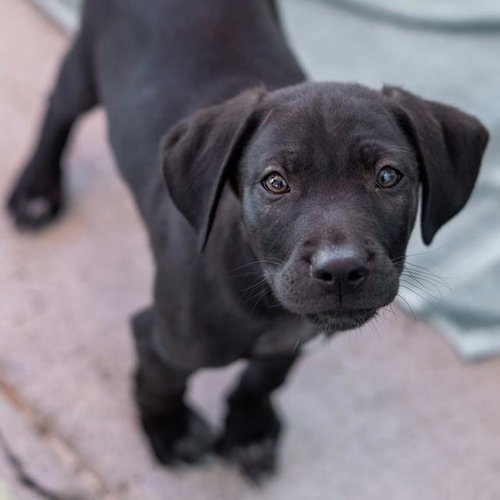Dakota Pup - Plains photo 4