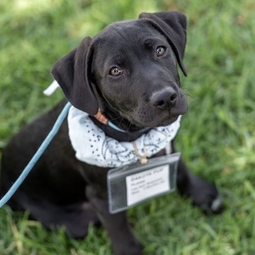 Dakota Pup - Plains