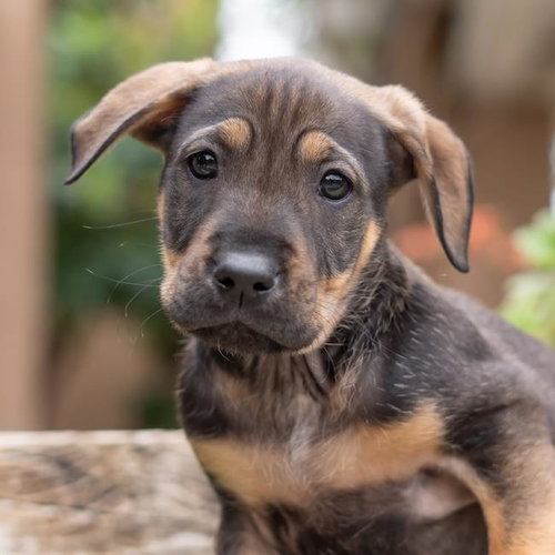 Dakota Pup - Bozeman