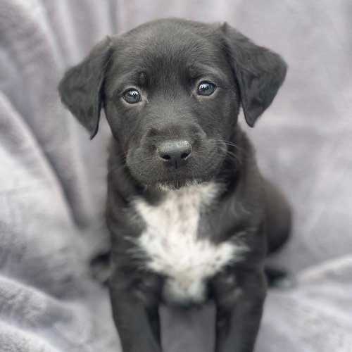 Dakota Pup - Bighorn, an adoptable Shepherd in San Diego, CA