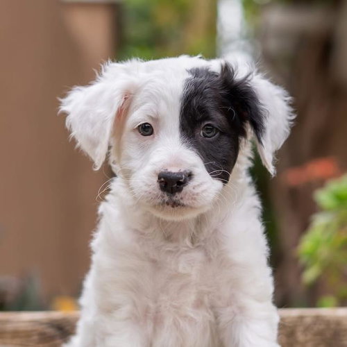 Dakota Pup - Laramie