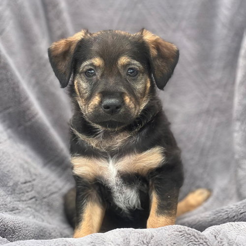 Dakota Pup - North, an adoptable Shepherd in San Diego, CA