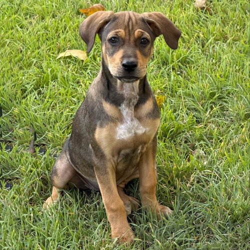 Dakota Pup - Aberdeen