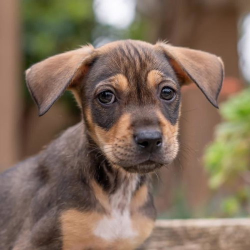 Dakota Pup - Aberdeen photo 3