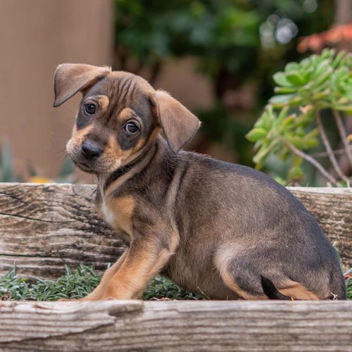 Dakota Pup - Aberdeen photo 4