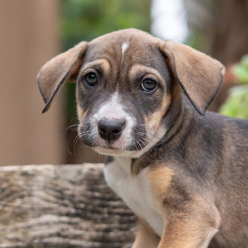Dakota Pup - Dakotas, an adoptable Shepherd in San Diego, CA