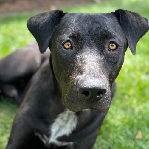 Tom - (Medical), an adoptable Labrador Retriever in San Diego, CA