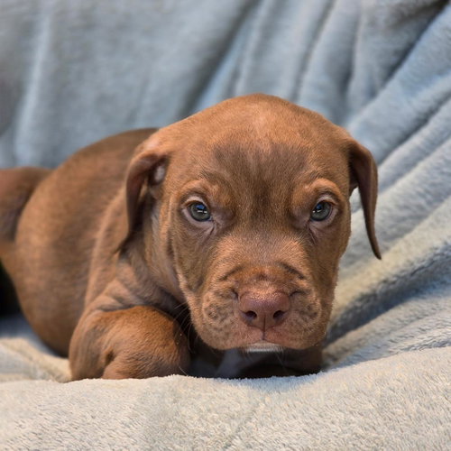 Fiesta Pup - Salsa, an adoptable Terrier in San Diego, CA