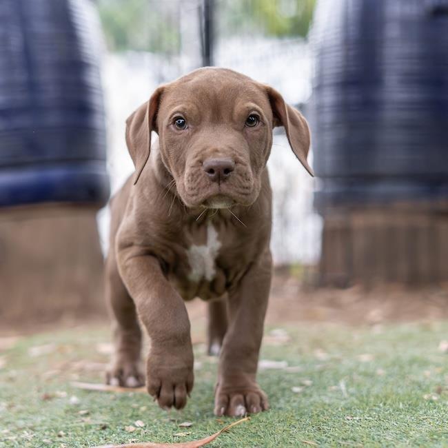 Fiesta Pup - Salsa - Adopted!