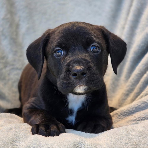 Fiesta Pup - Mariachi, an adoptable Terrier in San Diego, CA