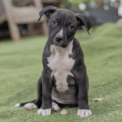 Fiesta Pup - Elote