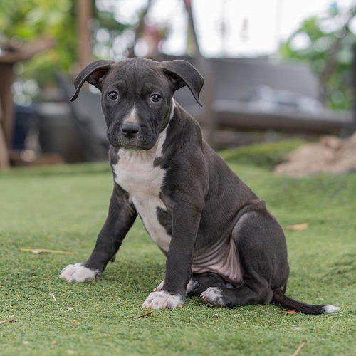 Fiesta Pup - Elote photo 3