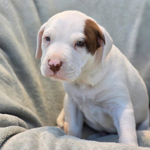 Fiesta Pup - Taco, an adoptable Terrier in San Diego, CA