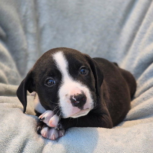 Fiesta Pup - Churros, an adoptable Terrier in San Diego, CA