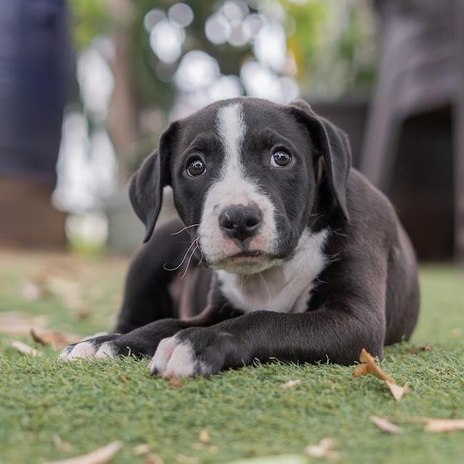Fiesta Pup - Churros - Adopted!