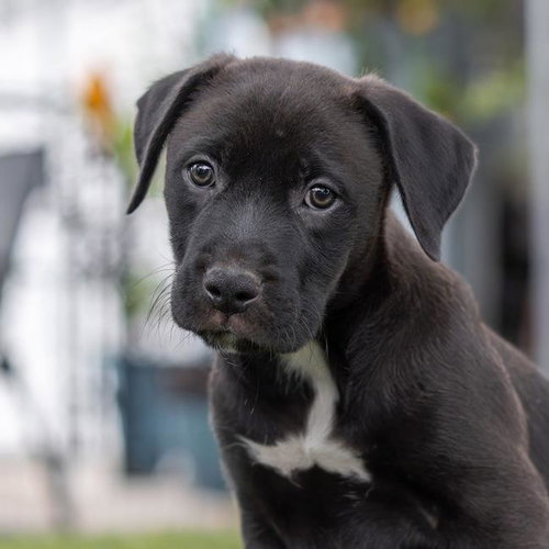 Fiesta Pup - Horchata