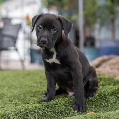 Fiesta Pup - Horchata photo 2