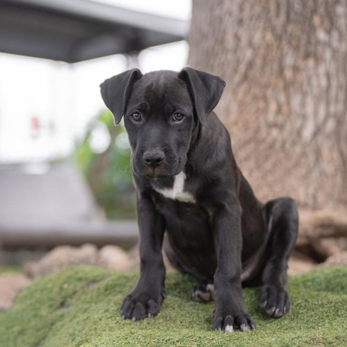 Fiesta Pup - Horchata photo 4