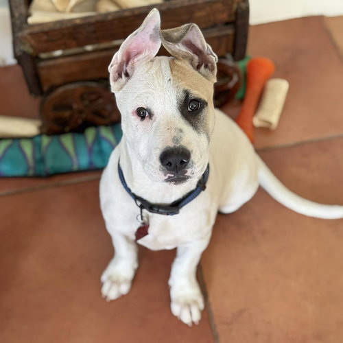 Tayberry - Adopted!, an adoptable Boxer in San Diego, CA