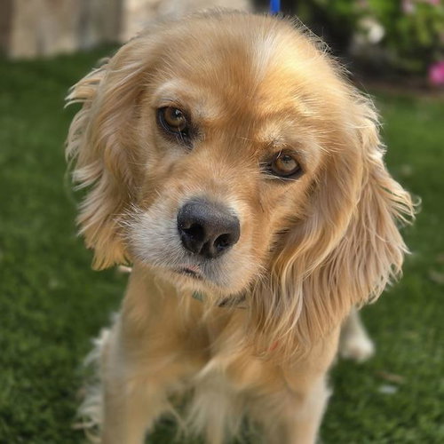 Barney, an adoptable Cocker Spaniel in San Diego, CA