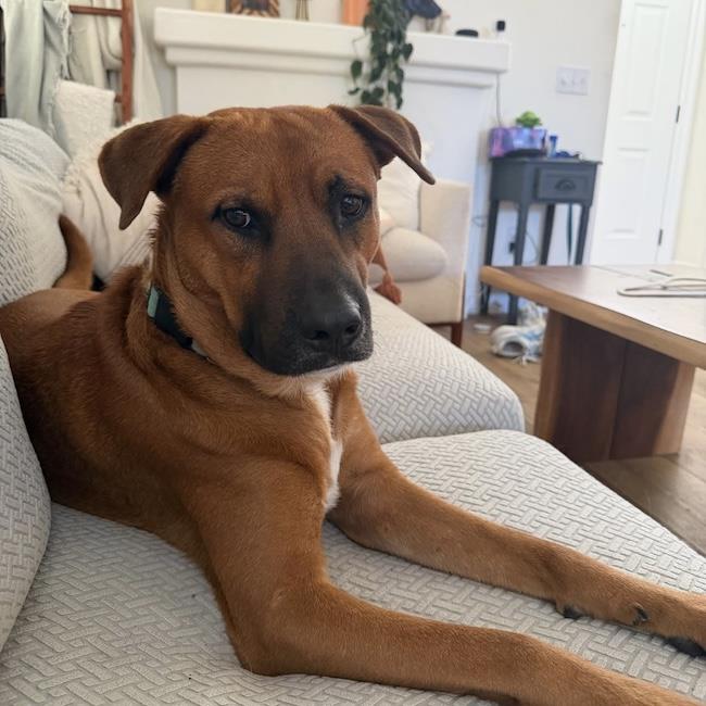 Rocco - Adopted!