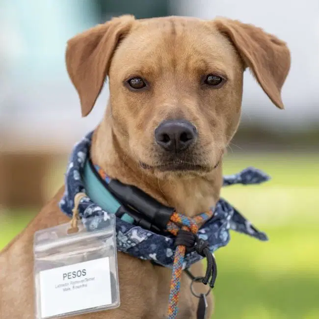 Pesos - Labrador Retriever