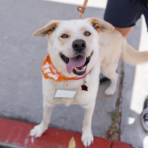 Lynne, an adoptable Shepherd in San Diego, CA