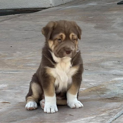Shasta Pup - Karuk - Adopted!