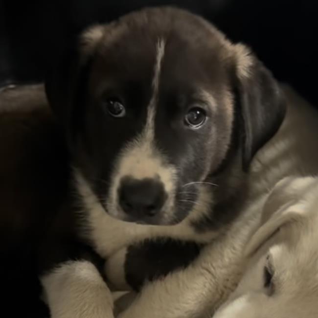 Wohali Pup - Tawodi