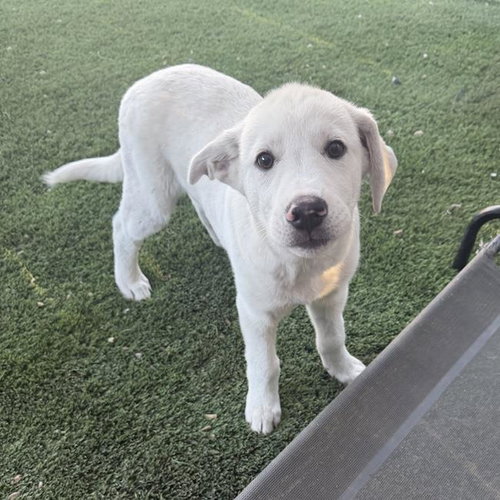 Wohali Pup - Chenoa photo 2