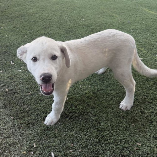 Wohali Pup - Chenoa photo 3