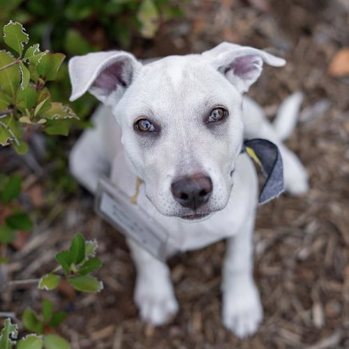 Arbor Pup - Plant