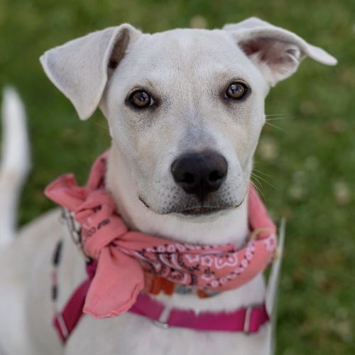 Arbor Pup - Plant, an adoptable Labrador Retriever in San Diego, CA