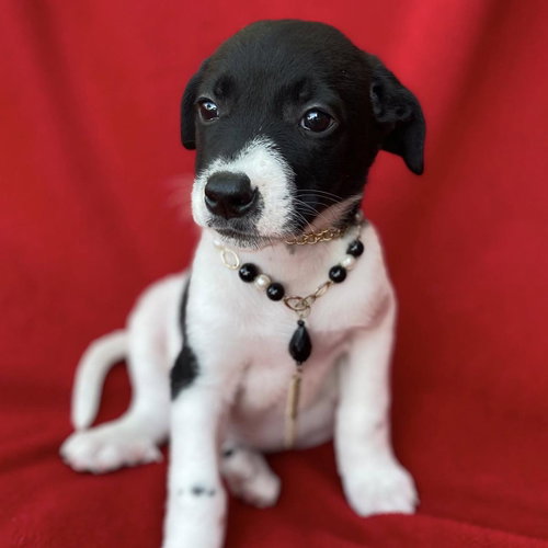 Prada Pup - Blunt