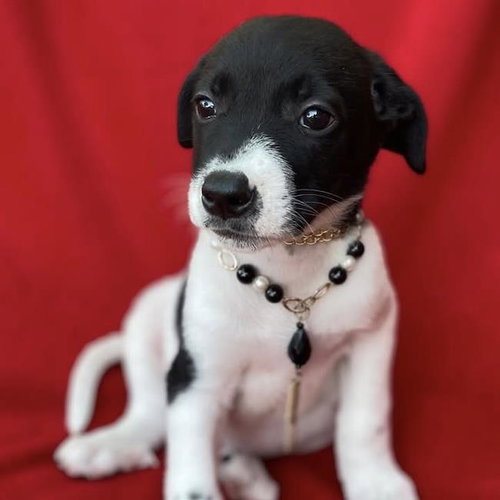 Prada Pup - Blunt photo 4