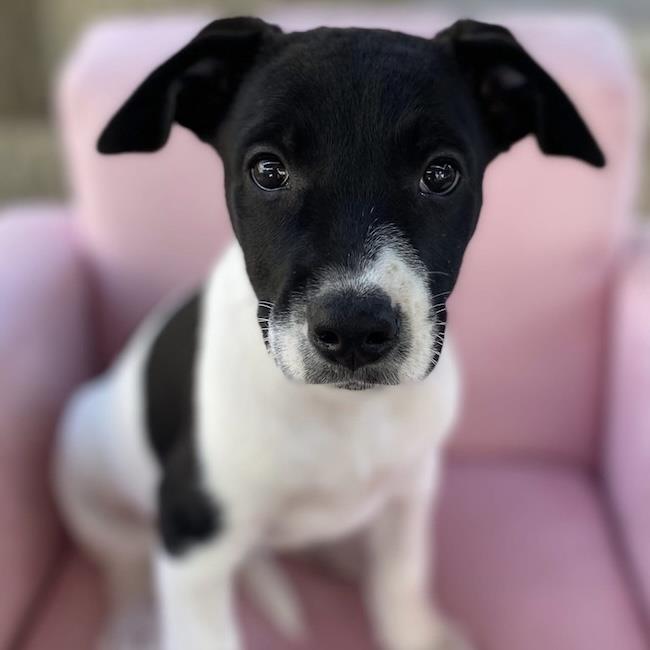 Prada Pup - Blunt - Adopted!