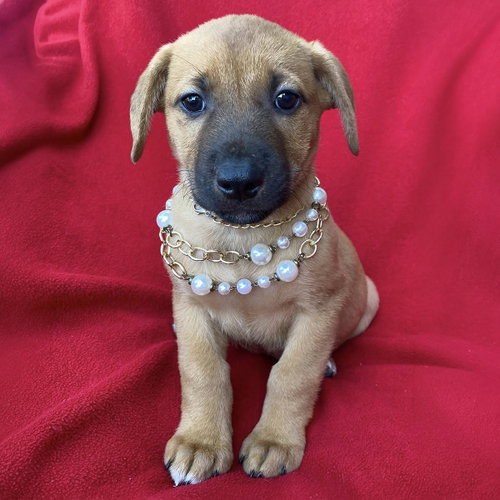 Prada Pup - Gisele