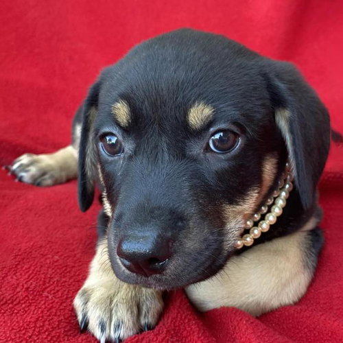 Prada Pup - Mckenna